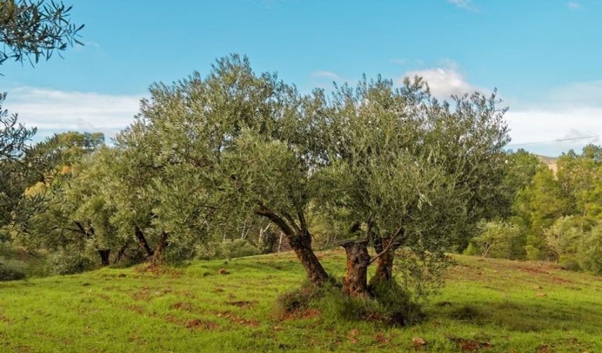 Rüyada Zeytin Ağacı Görmek Ne Anlama Gelir Görsel 3