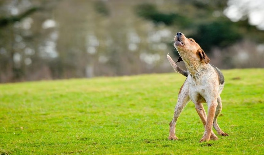 Köpekler Neden Ulur Görsel 2