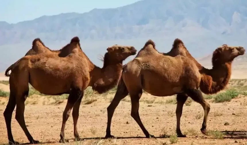 Rüyada Deve Görmek Ne Anlama Gelir Görsel 2