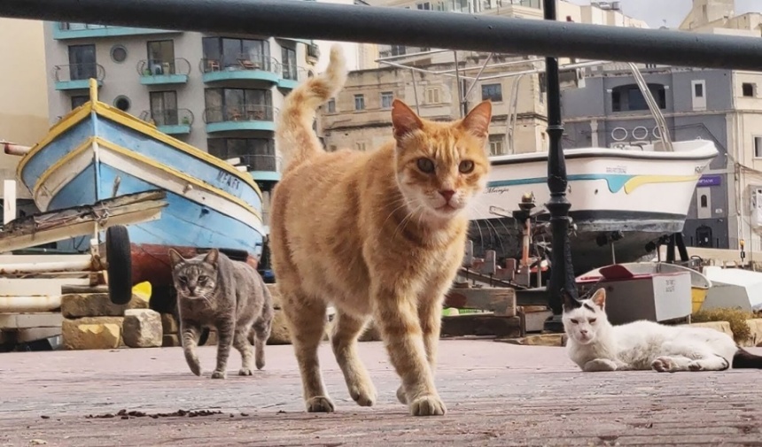 Avrupa Ülkelerinde Sokaklarda Neden Hiç Kedi Yoktur Görsel 1