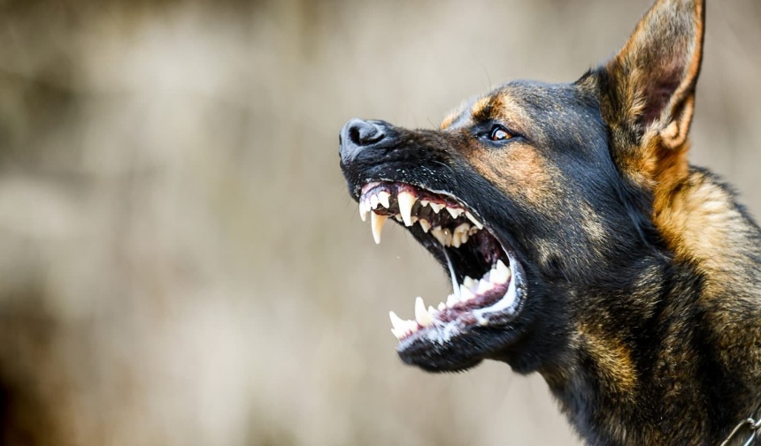 Olası Bir Köpek Saldırısında Ne Yapmalıyız   Görsel 2