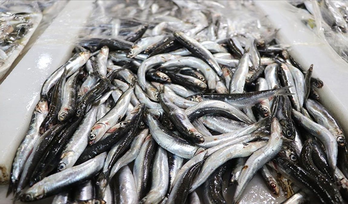 Hamsi İhracatı 9 Ayda 13,6 Milyon Dolara Ulaştı
