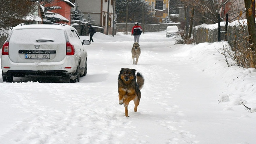 Erzurum, Kars Ve Ardahan’da Karla Mücadele Başladı1