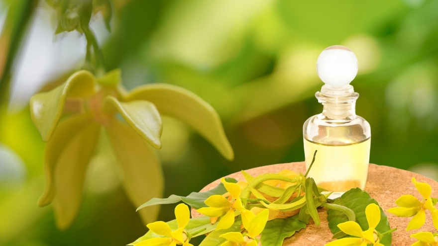 Ylang Ylang Yağının Faydaları Nelerdir 1