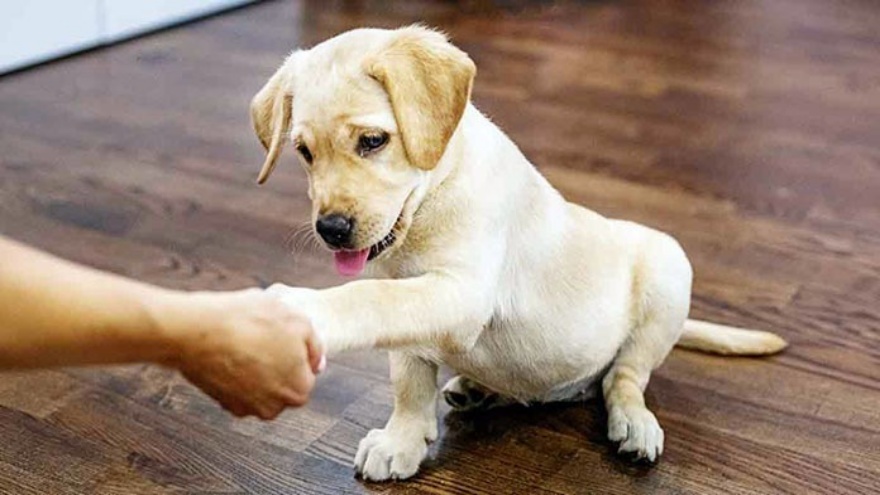 Köpekler Nasıl Eğitilir 2