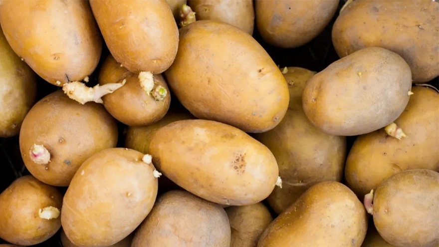 Filizlenmiş Patates Yenir Mi