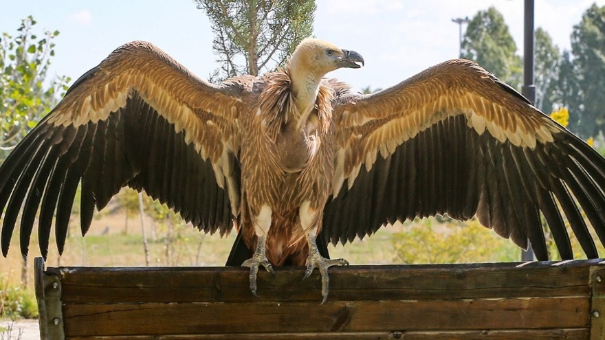 Rüyada Akbaba Görmek Ne Anlama Gelir Uçan Akbaba, Beyaz Akbaba, Akbaba Tutmak Ve Akbaba Saldırısı Nasıl Yorumlanır 2