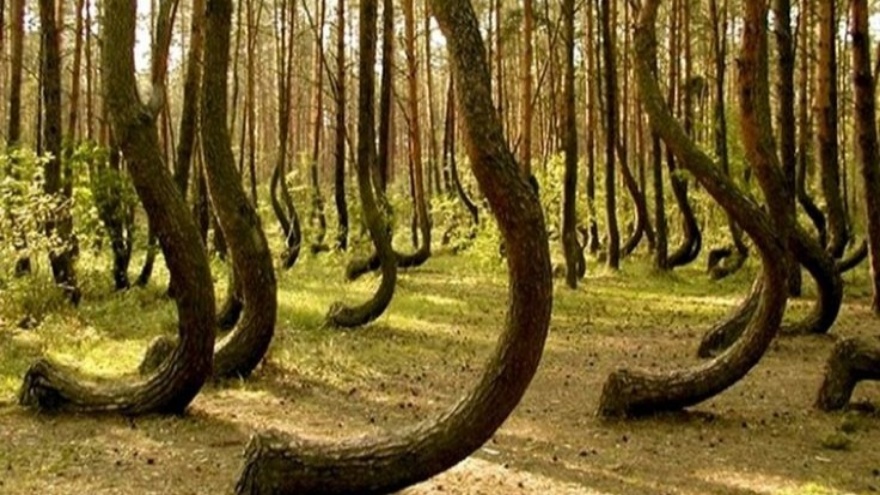 Avrupa’nın Bermuda Şeytan Üçgeni Hoia Baciu Ormanı 2