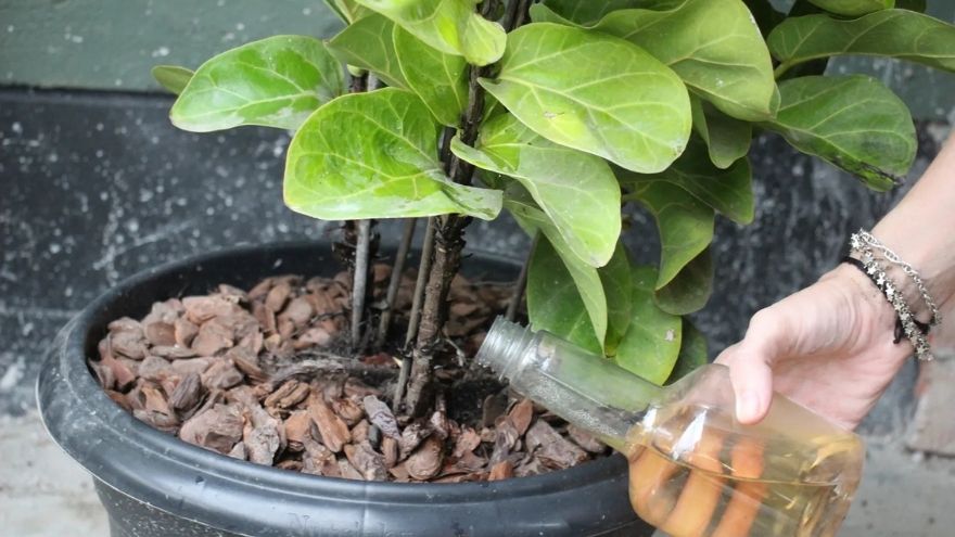 Ficus Lyrata Keman Yapraklı Kauçuk Bitkisinin Bakımı Nasıl Olmalı (2)