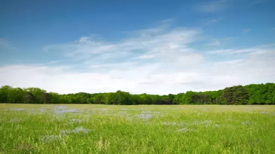 Rüyada Çayır Görmek, Çayırda Gezmek, Yatmak, Ot Toplamak Ve Biçmek Ne Anlama Gelir 2