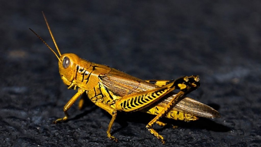 Rüyada Çekirge Öldürmek, Yeşil Çekirge Görmek Ve Evde Çekirgeye Rastlamak Ne Anlama Gelir 2