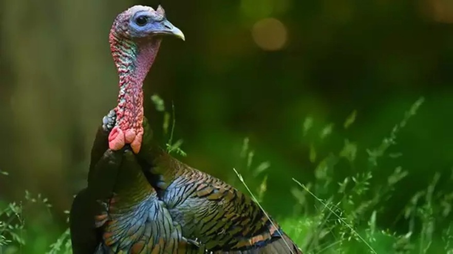 Rüyada Hindi Görmek, Hindi Kesmek, Hindi Yemek, Yumurtasını Ve Yavrusunu Görmek Ne Anlama Gelir