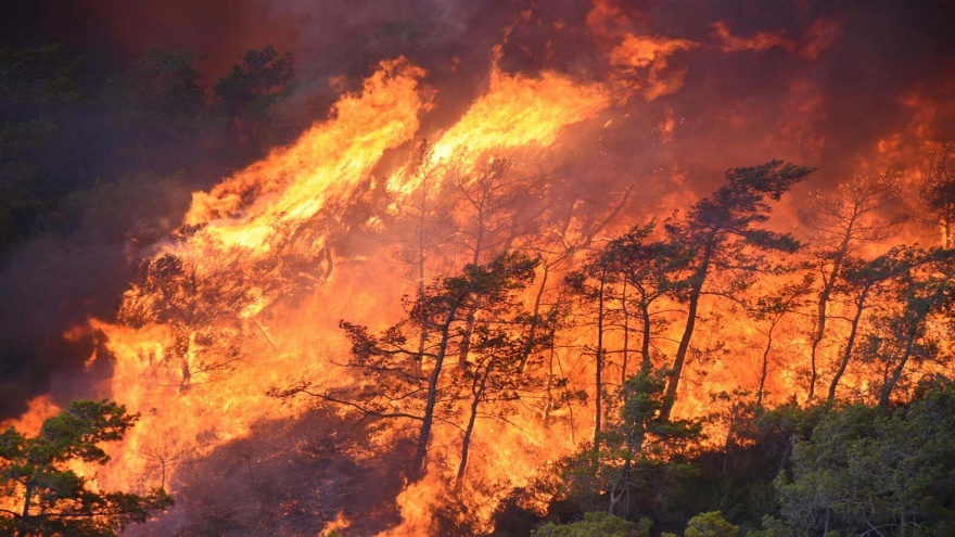 Marmaris’te Yanan Ormanlar Hayata Döndü4