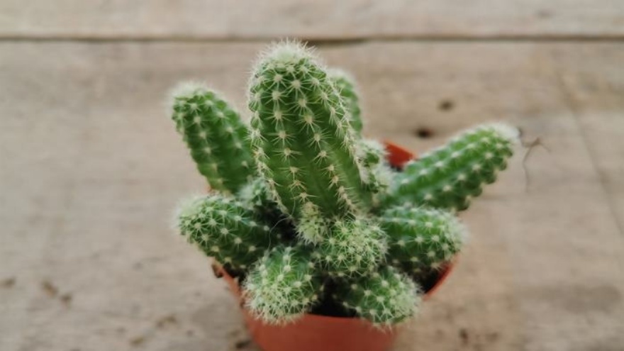 Rüyada Kaktüs Görmek, Kaktüs Çiçeği Görmek, Kaktüs Dikmek, Kaktüs Koparmak, Kaktüs Dikeni Görmek Ne Anlama Gelir 2