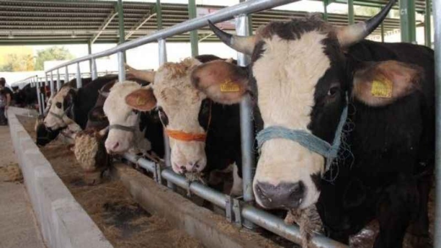 Veteriner Hekim Çınar’dan Kritik Uyarı Şap Hastalığında Antibiyotik Kullanmayın