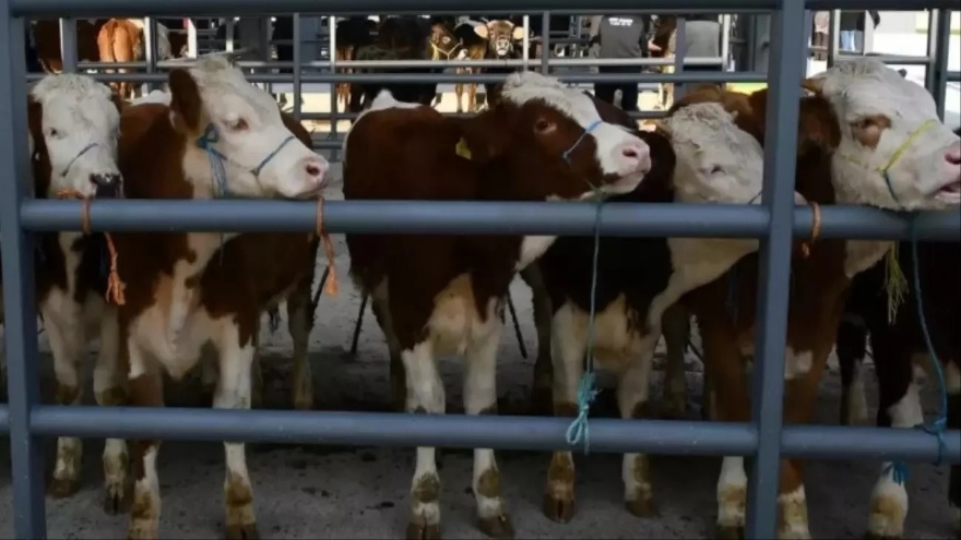 Veteriner Hekim Çınar’dan Kritik Uyarı Şap Hastalığında Antibiyotik Kullanmayın2