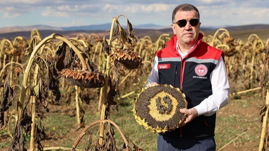 Bayburt’ta Çerezlik Ayçiçeği Üretimi 5 Bin Dekarı Aştı3