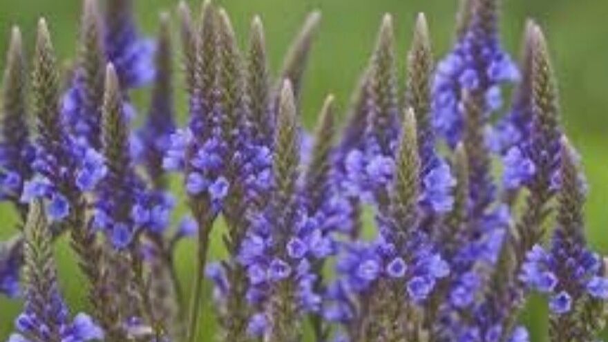 Demir Otu (Verbena Officinalis) Nedir, Faydaları Nelerdir 2
