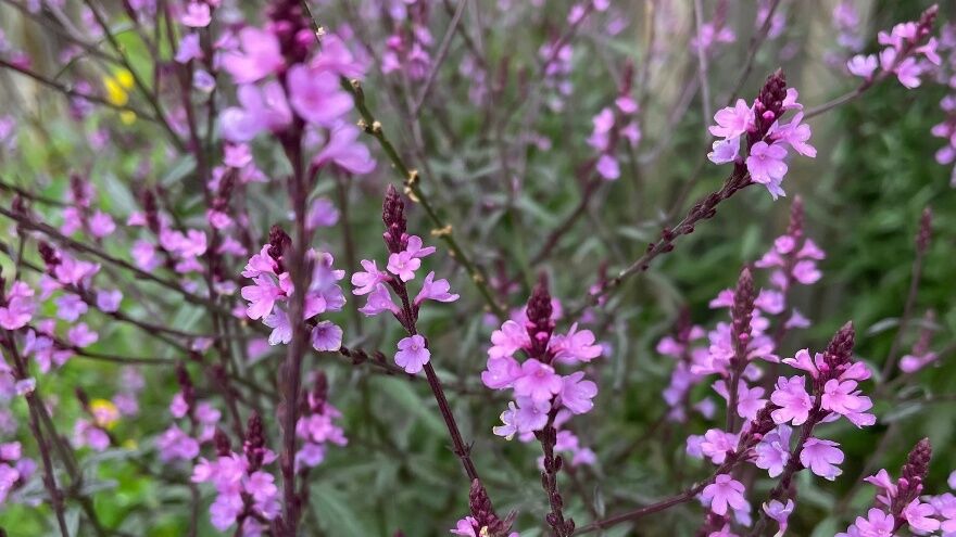 Demir Otu (Verbena Officinalis) Nedir, Faydaları Nelerdir 3