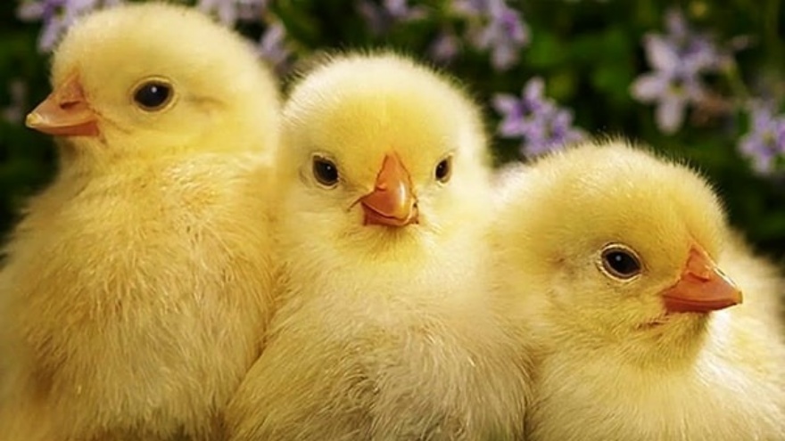 Rüyada Civciv Görmek Ne Anlama Gelir 2