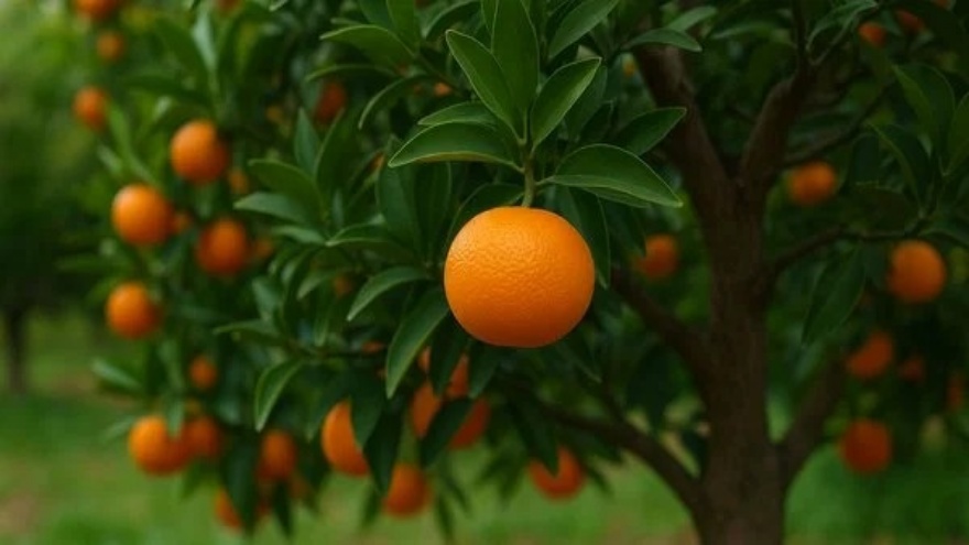 Rüyada Mandalina Görmek, Toplamak, Yemek, Soymak, Çürük Ve Yeşil Mandalina Ne Anlama Gelir