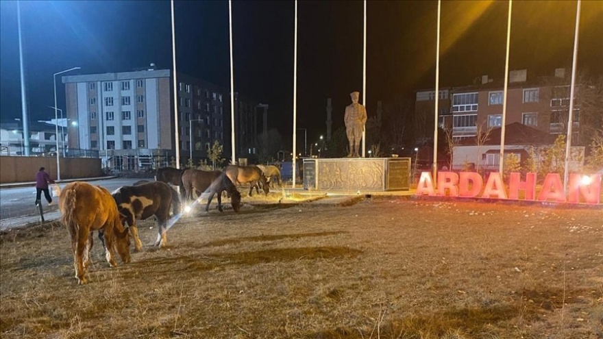 Ardahan’da Yılkı Atları Kent Merkezinde Otladı