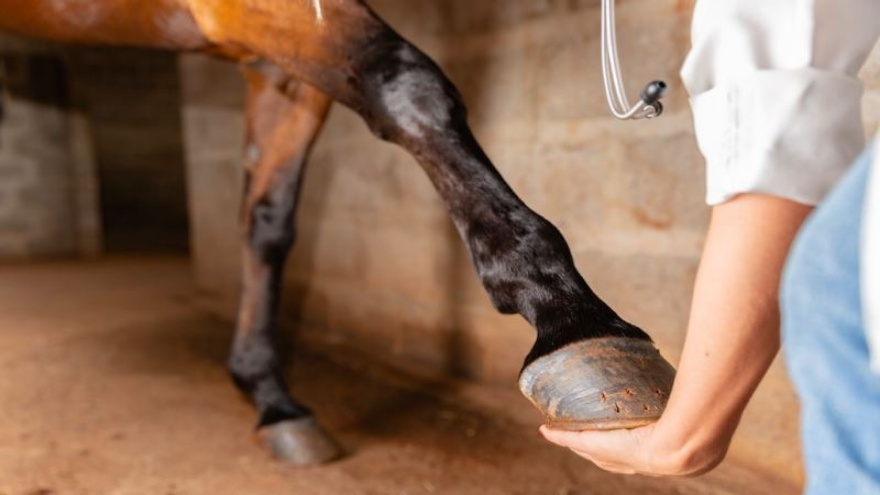 Bacağı Kırılan Atlar Neden Genellikle Uyutulur