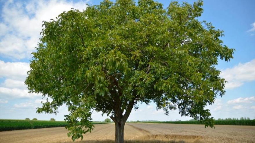 Ceviz Ağacının Altında Oturmak Neden Tehlikeli Görülür 2
