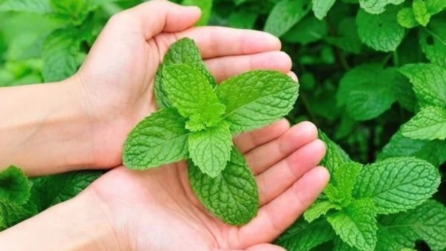 Rüyada Nane Görmek, Taze Veya Kuru Nane Koklamak, Yemek, Toplamak Ve Nane Dikmek Ne Anlama Gelir 2