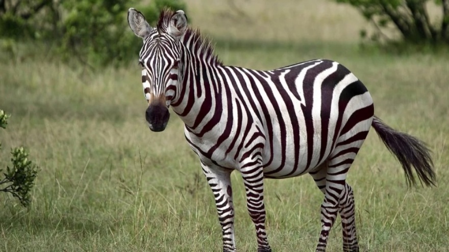 Rüyada Zebra Görmek, Koşan Zebra, Yavru Zebra, Otlayan Zebra, Ölmüş Zebra Ve Zebra Balığı Görmek Ne Anlama Gelir