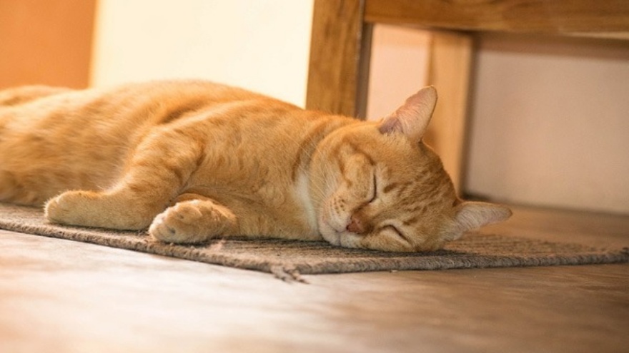 Turuncu Kediler Neden Çoğunlukla Erkektir