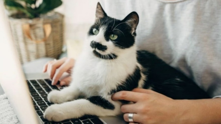 Kediler Neden Dizüstü Bilgisayarların Üzerine Oturuyor