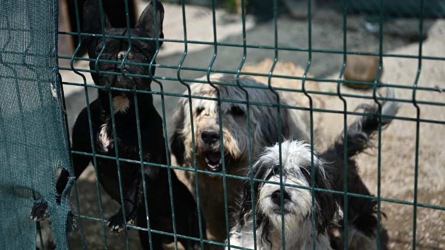 Mamak Belediyesinden Hayvan Barınağıyla İlgili İddialara Yalanlama2