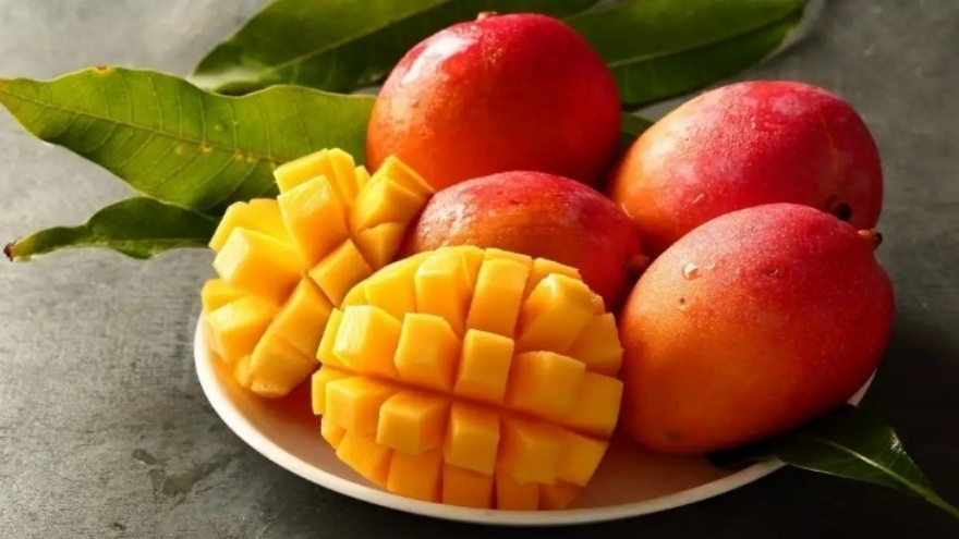 Mangonun Olgunlaştığı Nasıl Tespit Edilir 2
