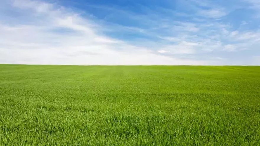 Rüyada Çimen Görmek, Üzerinde Yürümek, Yeşil Çimen, Kurumuş Çimen Ve Biçmek Ne Anlama Gelir