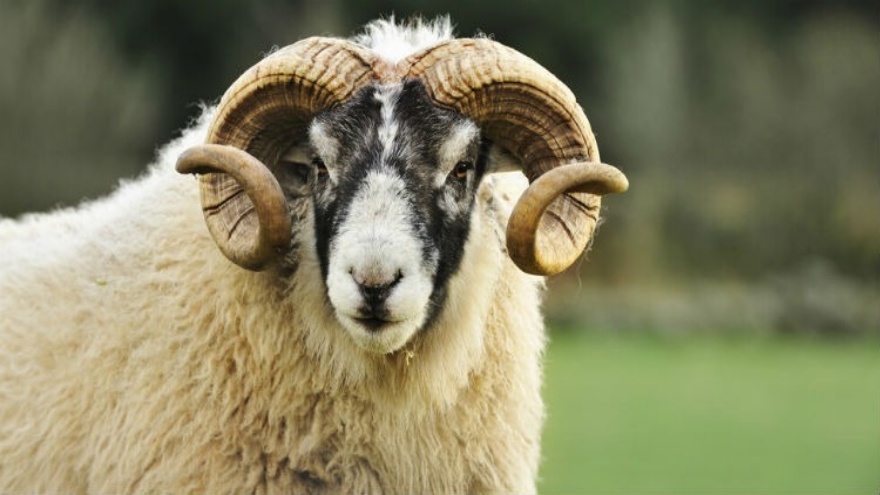 Rüyada Koç Görmek, Koç Kesmek, Koç Sürüsü Görmek, Koç Saldırısı Ne Anlama Gelir 2