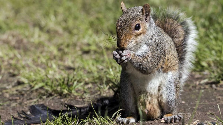 Rüyada Sincap Görmek, Ağaçta Sincap Görmek, Sincap Beslemek, Konuşan Sincap Ve Sincap Yavrusu Görmek Ne Anlama Gelir