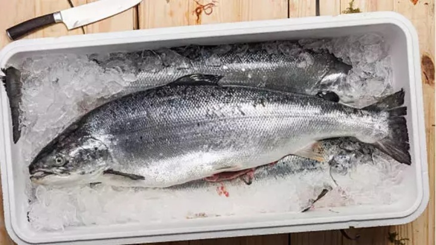 Temizlenmemiş Çiğ Balık Nasıl Saklanır 2