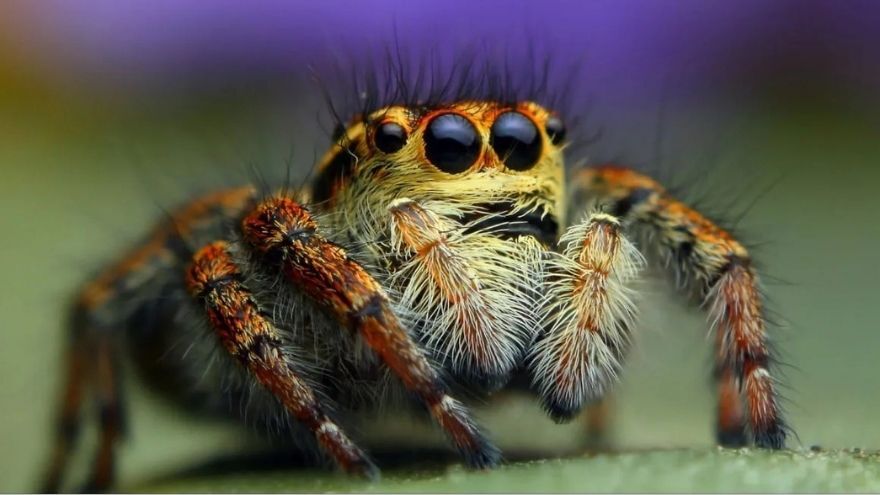 Türkiye’de Görülen En Tehlikeli 10 Örümcek Türü