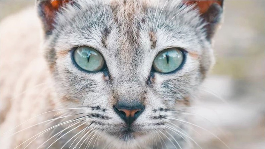 Hayvanların Göz Bebekleri Neden Farklıdır 2