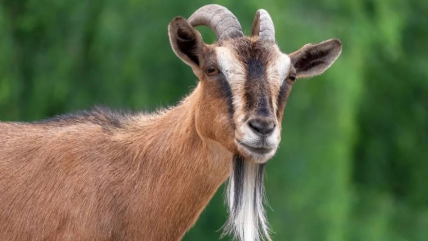 Hayvanların Göz Bebekleri Neden Farklıdır 3