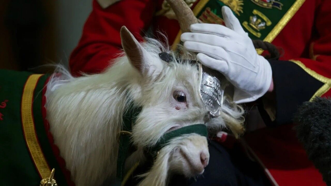 Tarihin En Ünlü Hayvanları Ve Şaşırtıcı Görevleri