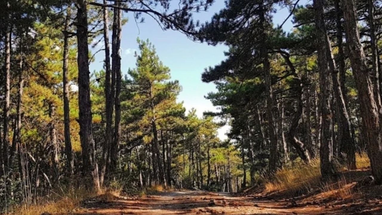 Beynam Ormanı 3