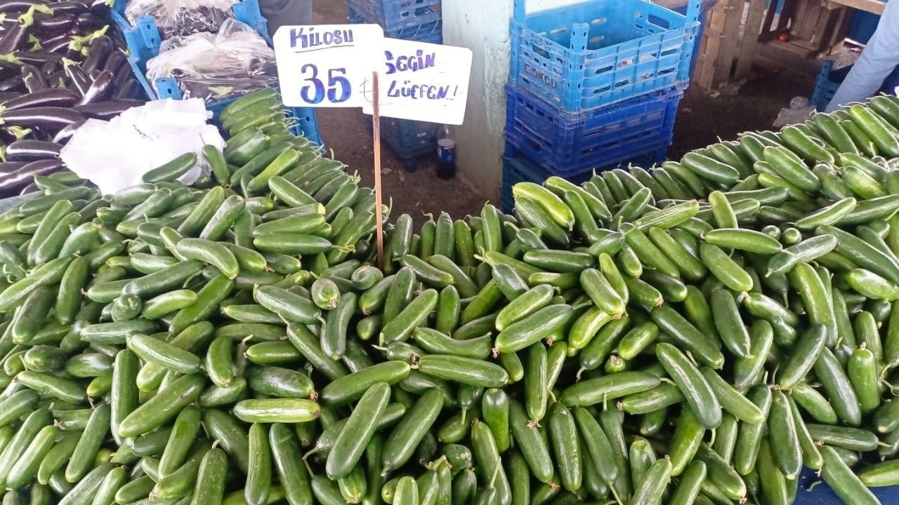 Salatalık (1)-1