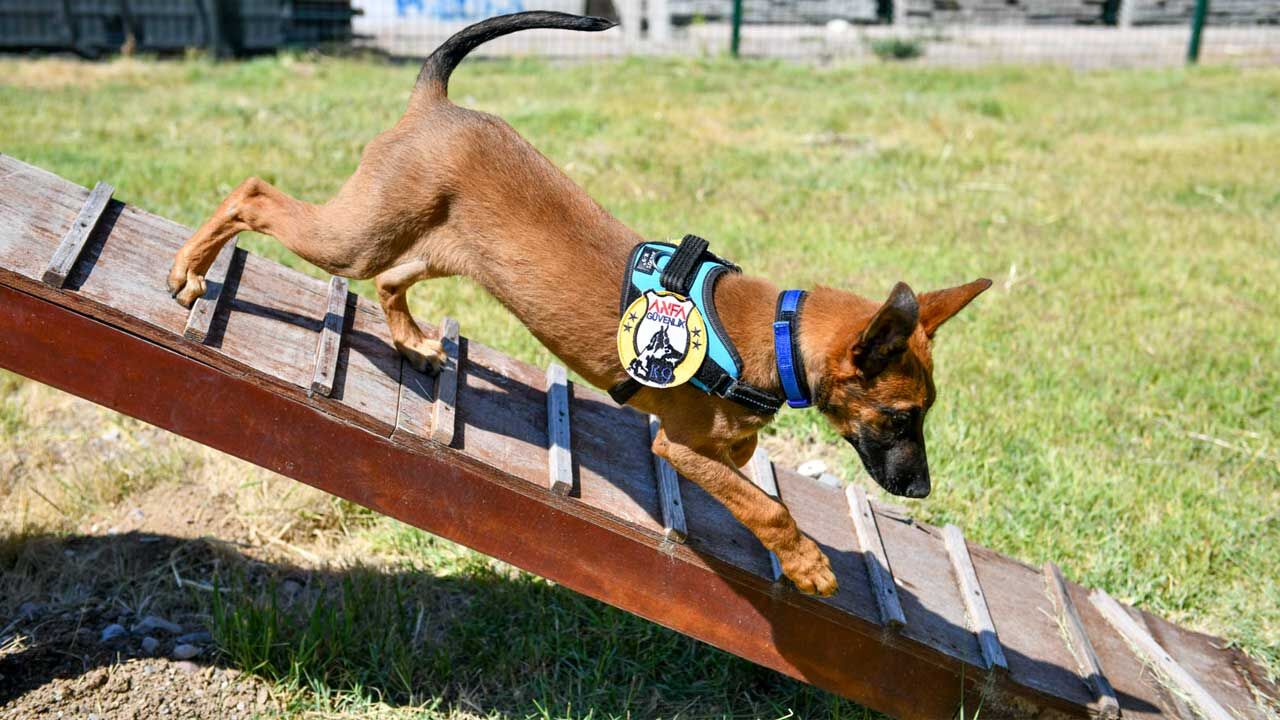 K9-1