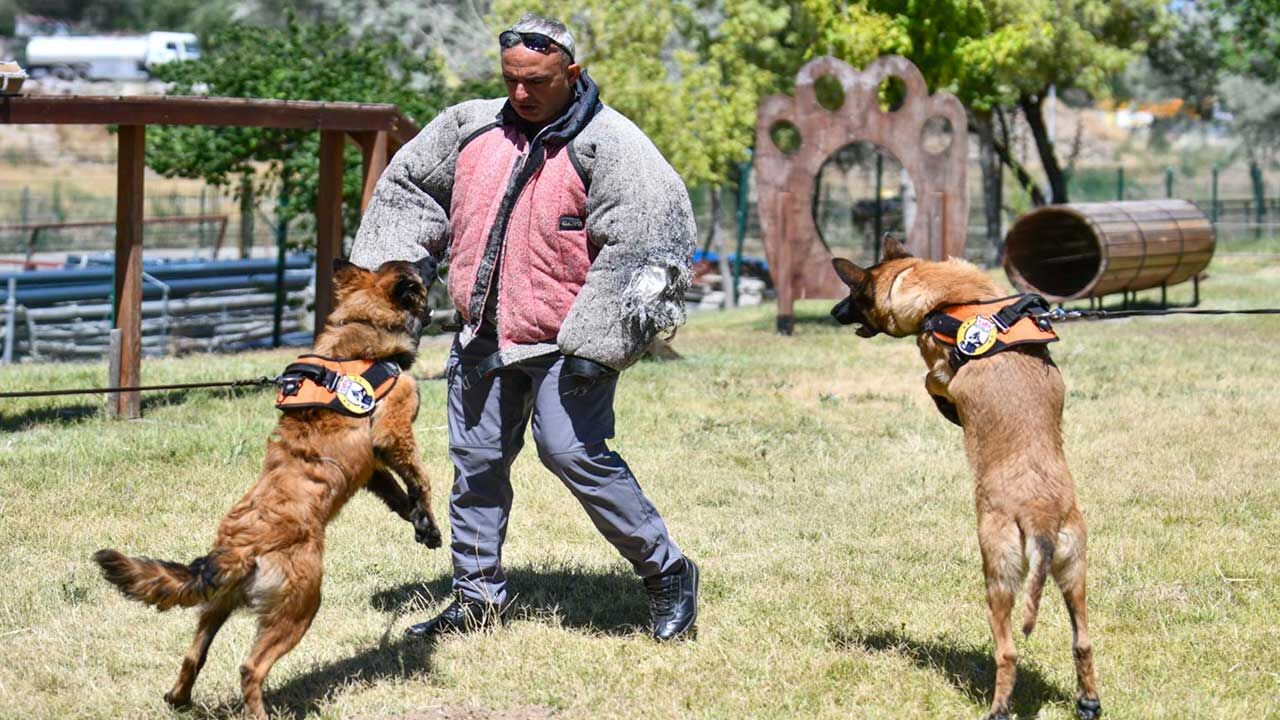 K9 2