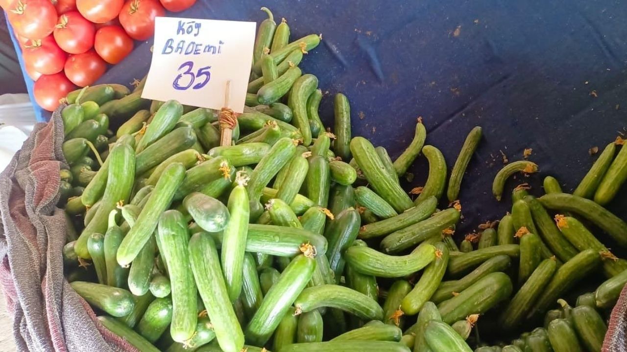Salatalık Fiyat-1