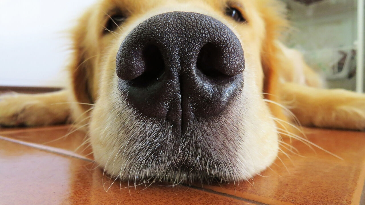 Köpeklerin Burunları Neden Hep Islak?