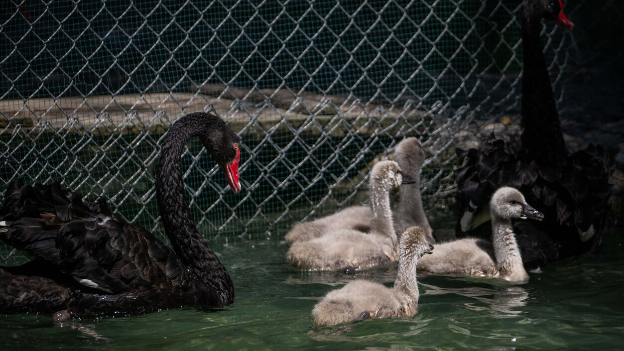 Kuğulu Park’ın Yeni Sakinlerine Özel Koruma: Ziyaretçilere "Simit ve Kraker" Uyarısı
