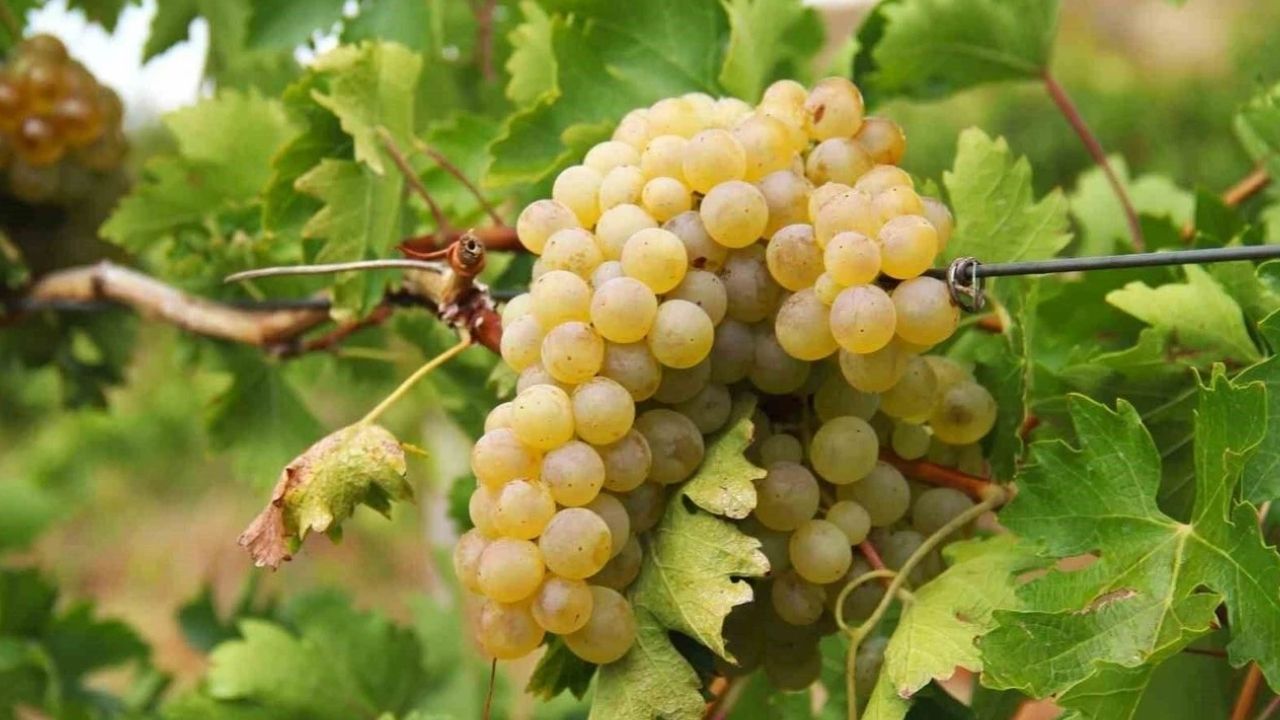 Beypazarı Bağlarında Bağ Bozumu Heyecanı Başladı